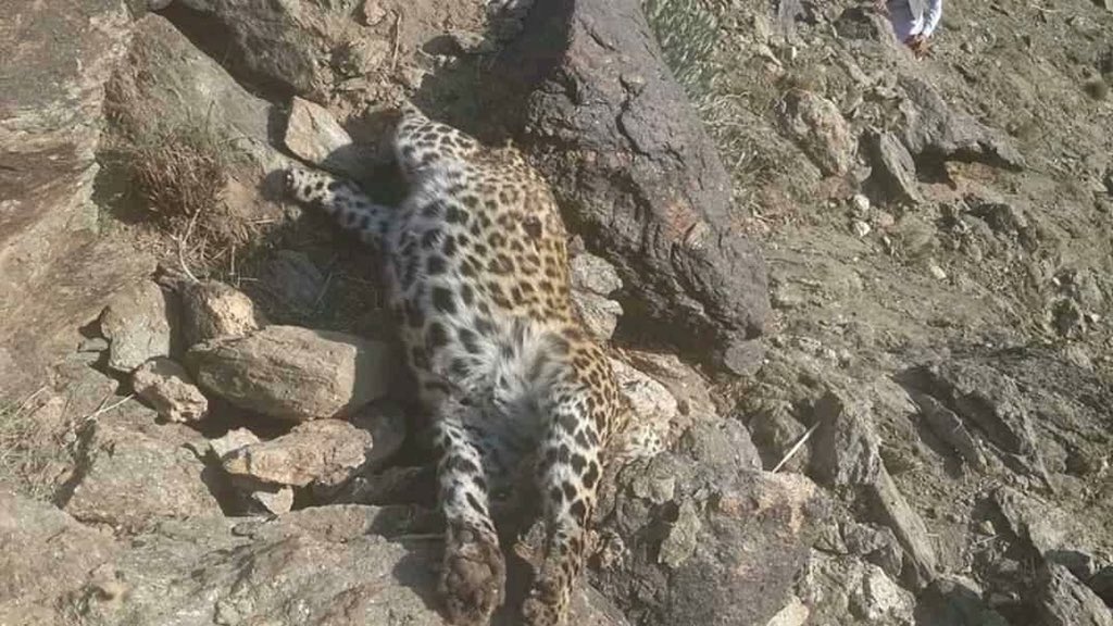 Leopardům v Afghánistánu zachutnalo lidské maso